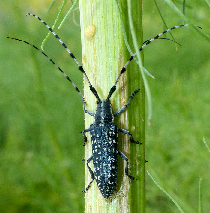 Agapanthia soror