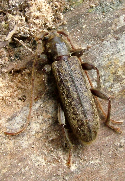 Blabinotus spinicollis