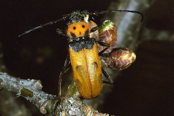 Purpuricenus nicocles