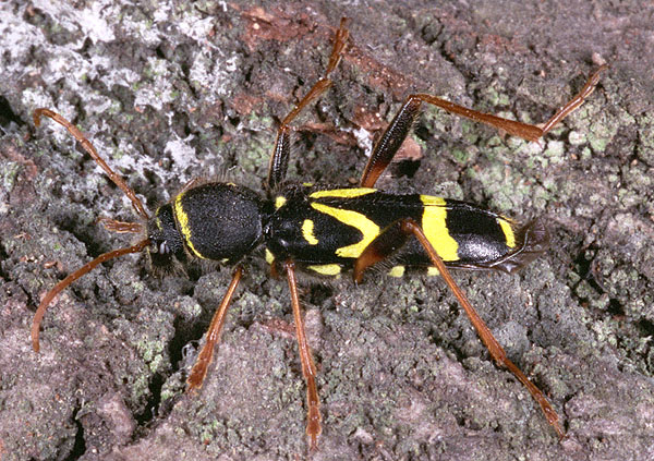 Clytus kumalariensis