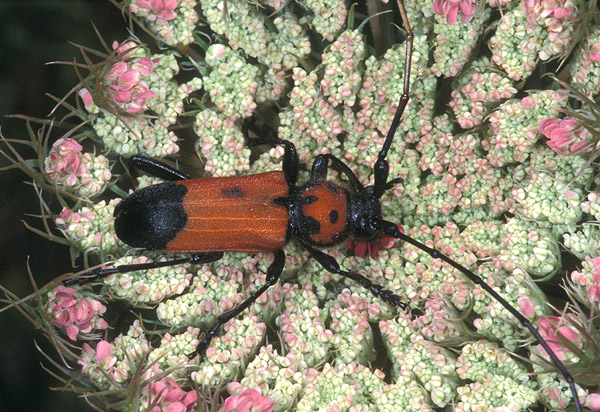 Purpuricenus desfontainii inhumeralis