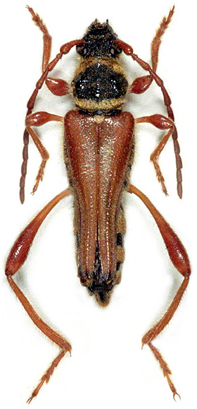 Stenopterus mauritanicus