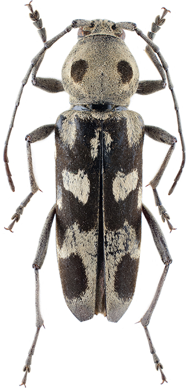 Isotomus theresae