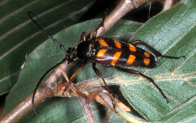 Leptura aurulenta