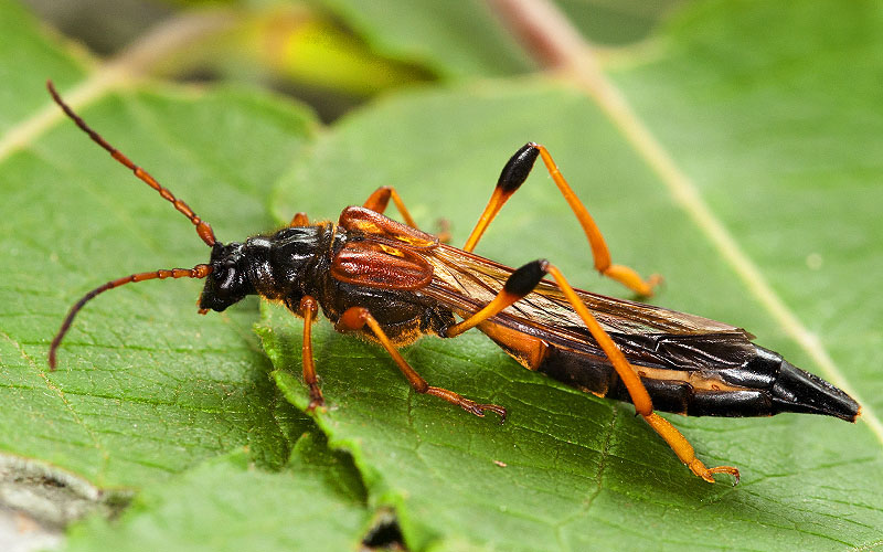 Necydalis major - female