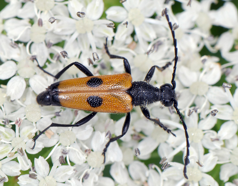 Batesiata tesserula