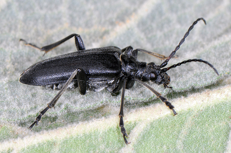 Stenocorus vittidorsum