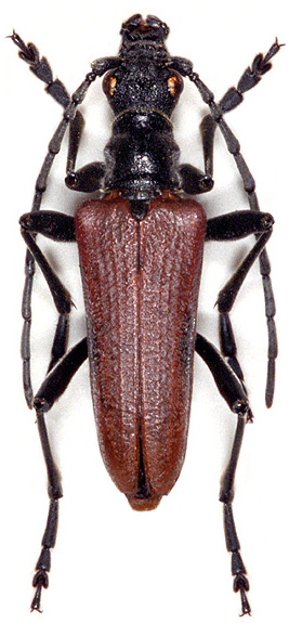 Stenocorus heterocerus homocerus