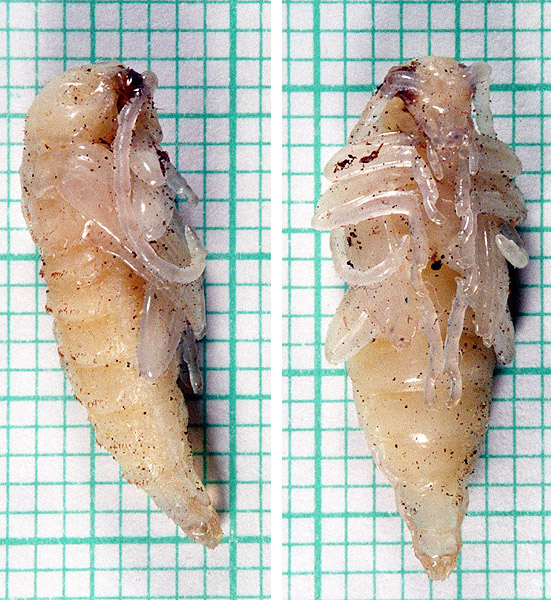 pupa