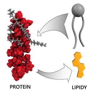 Lipidy_Cebecauer