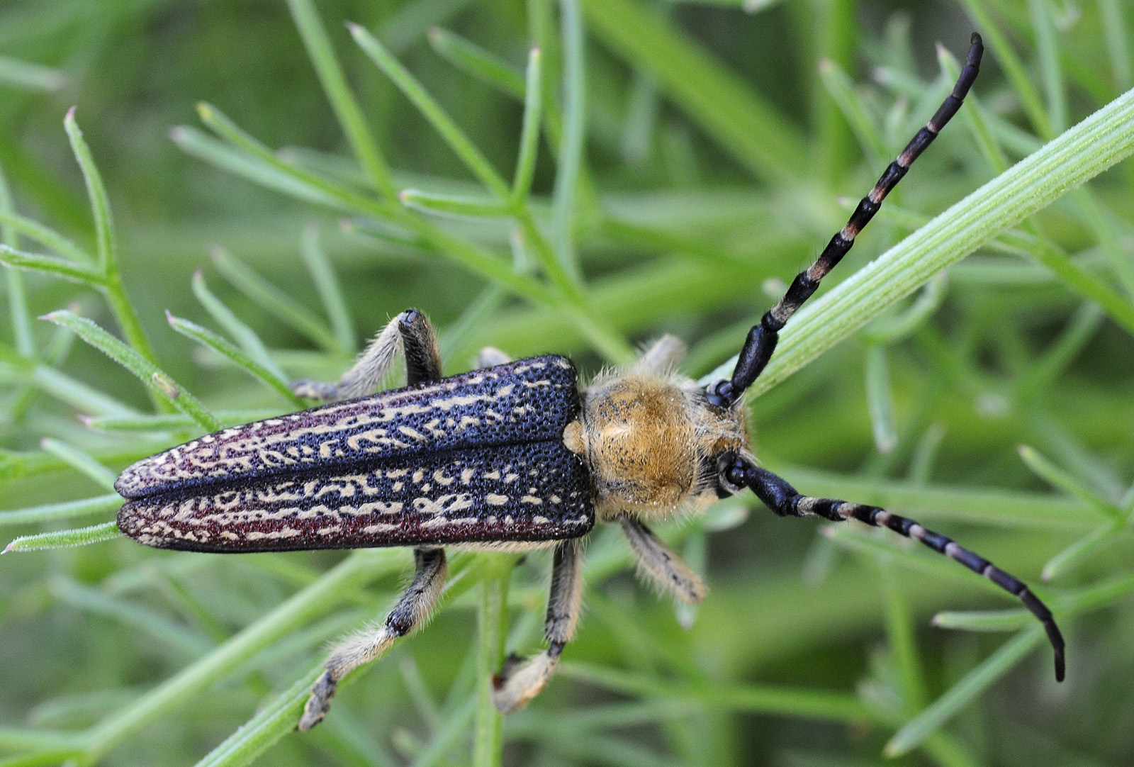 Mallosia galinae male