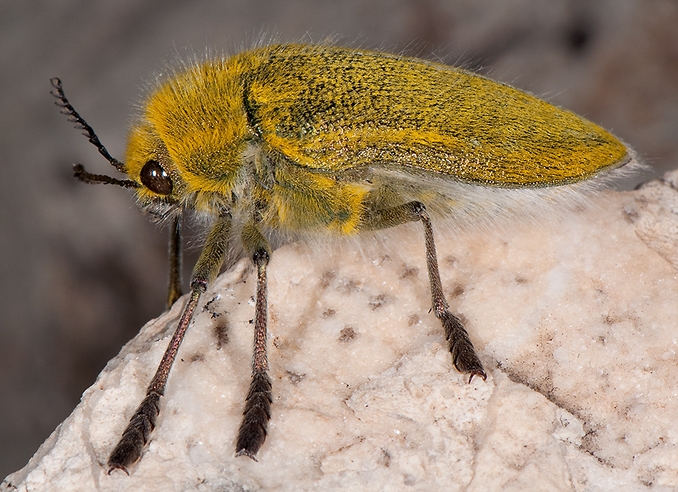 Buprestidae