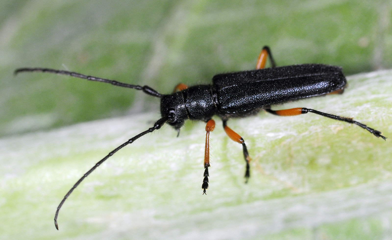 Phytoecia truncatipennis