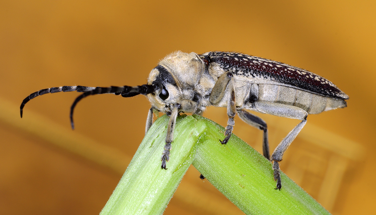 Mallosia galinae female