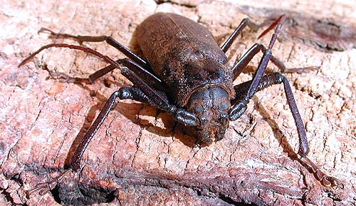 Macrotoma palmata