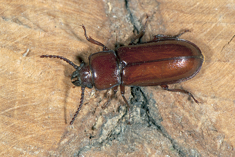 Parandra brunnea