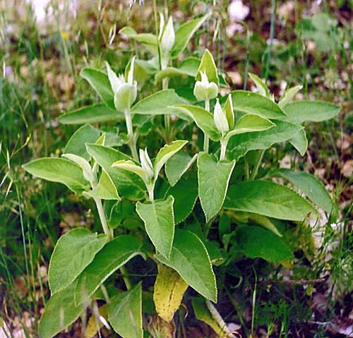 Stachys pinetorum