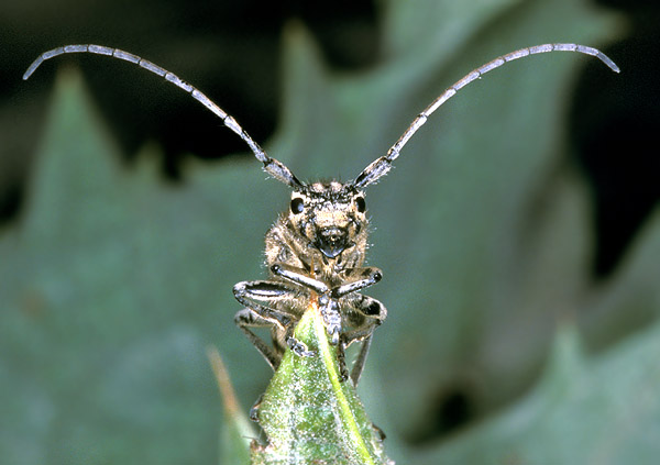 Phytoecia flavescens