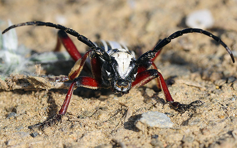 Dorcadion balchashense betpakdalense male