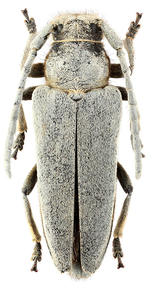 Phytoecia antoniae