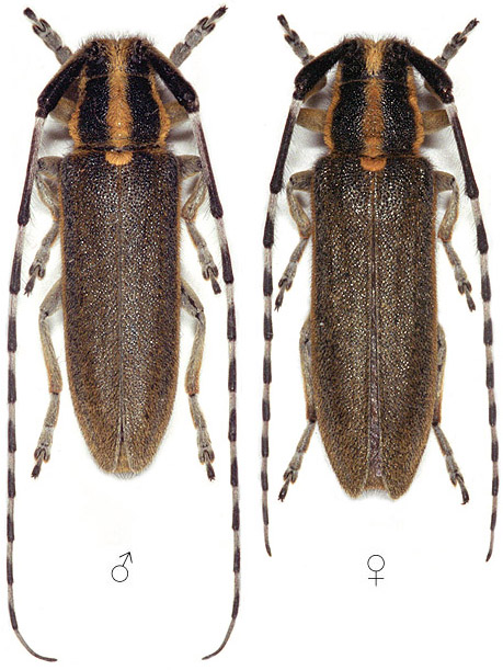 Agapanthia cynarae cynarae