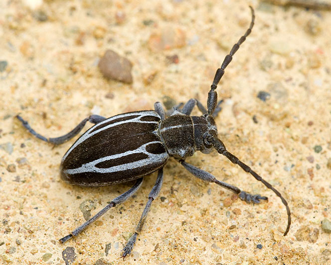 Neodorcadion exornatum