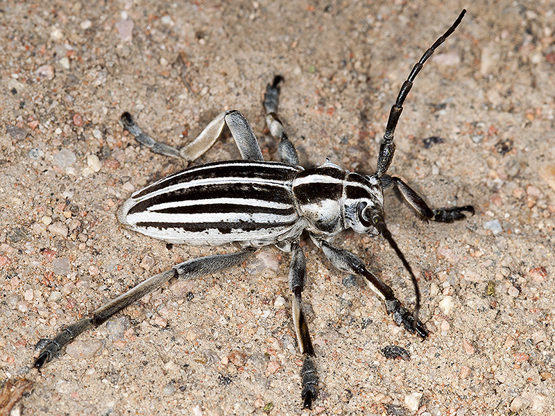 Dorcadion grande - male