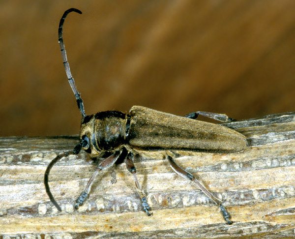 Phytoecia cephalotes