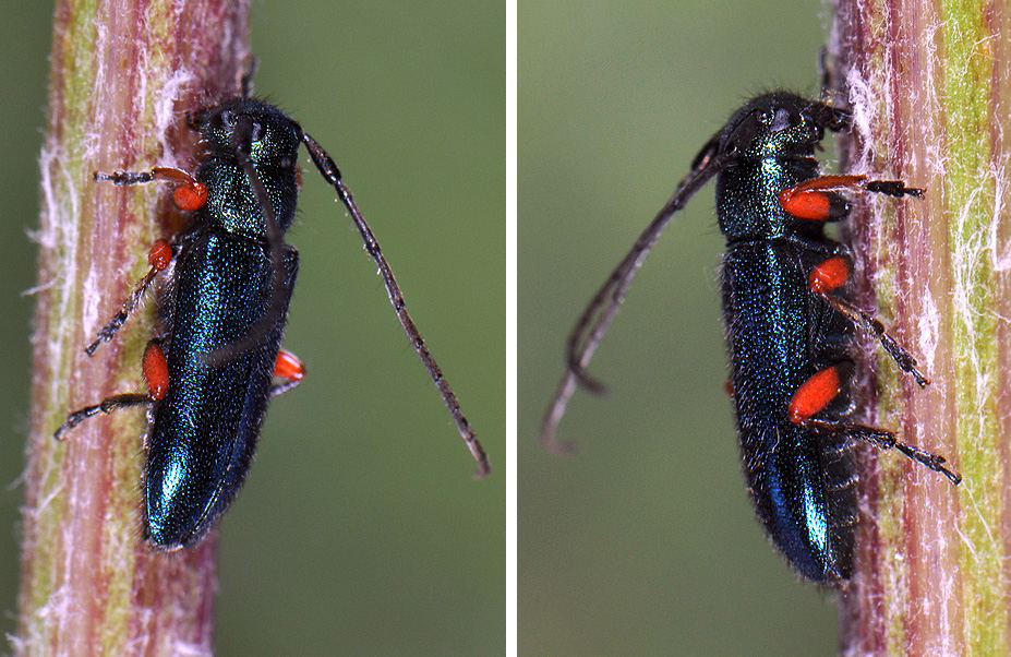 Phytoecia millefolii millefolii