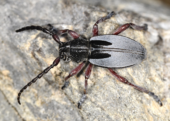 Dorcadion obenbergeri