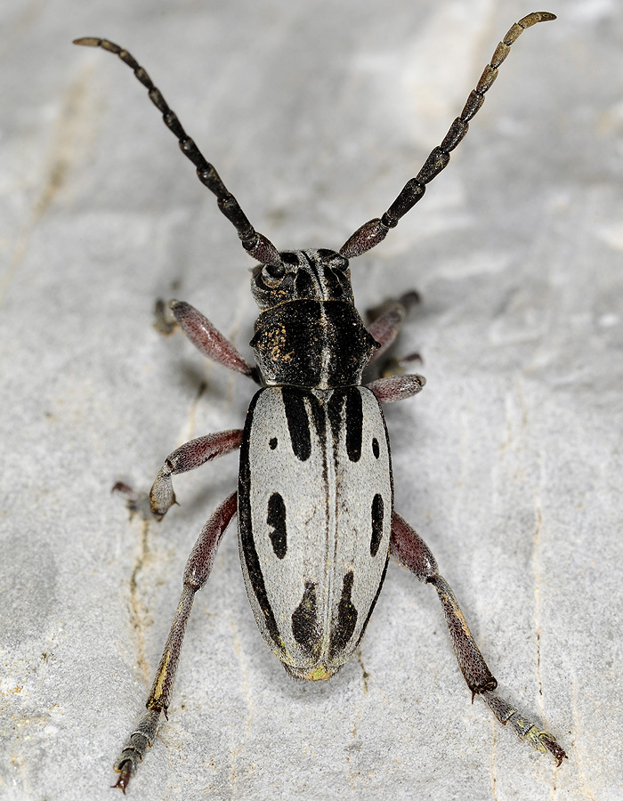 Dorcadion ljubetense ljubetense