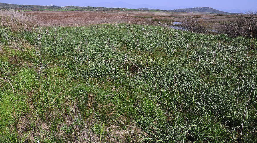 Agapanthia asphodeli - habitat