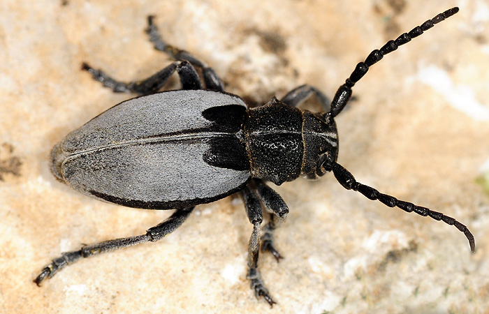 Dorcadion macedonicum