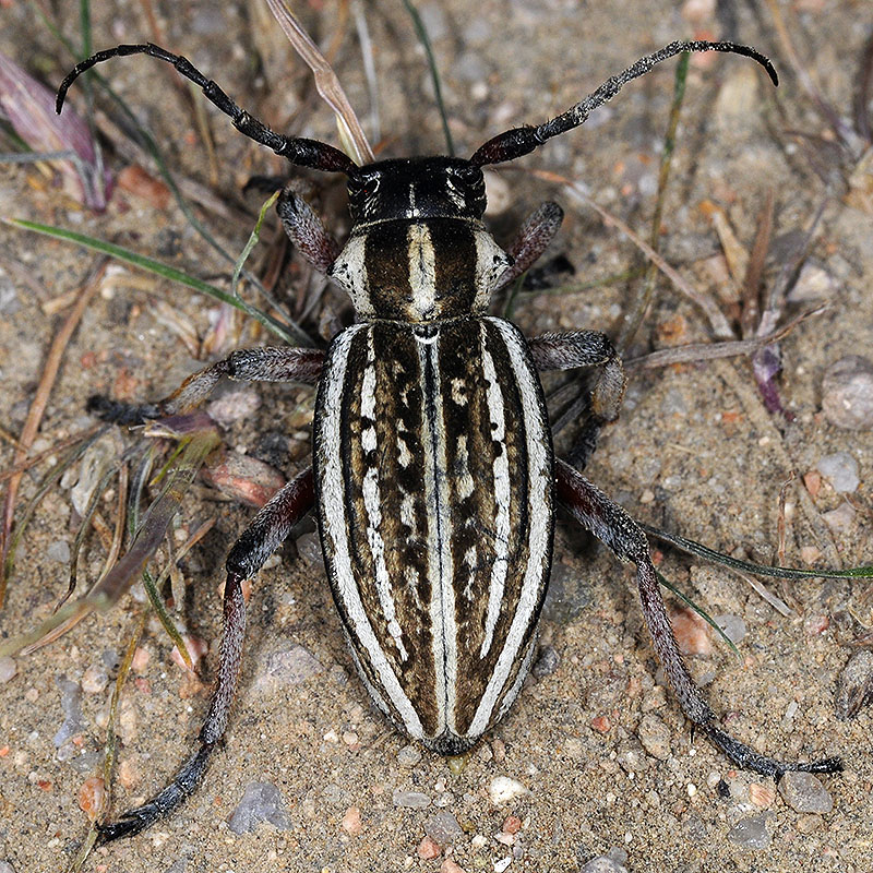 Dorcadion kapchagaicum