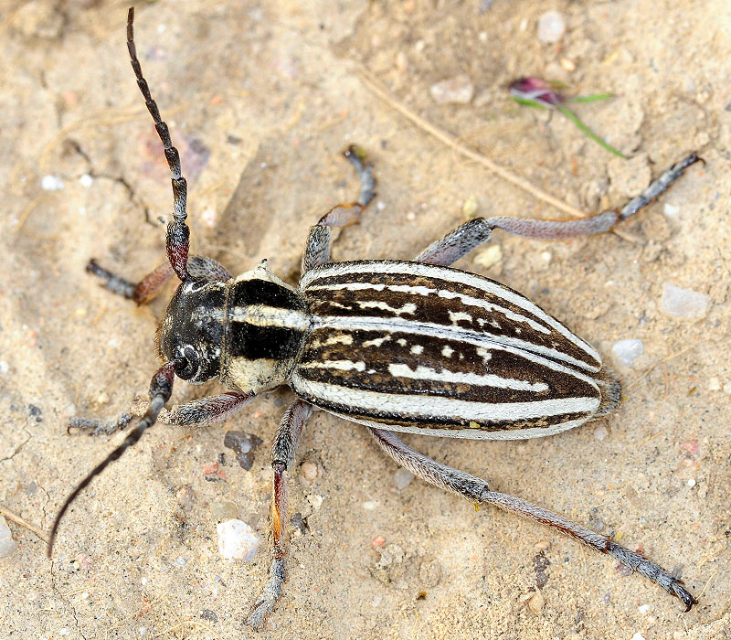 Dorcadion kapchagaicum