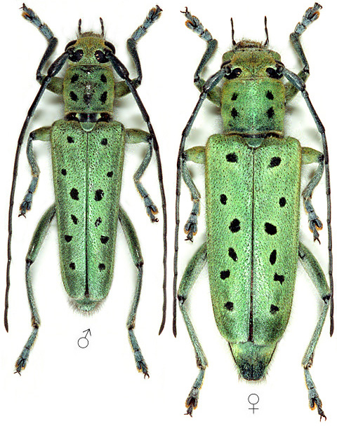 Saperda punctata