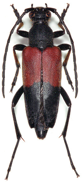 Stictoleptura tripartita