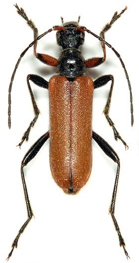 Cortodera omophloides