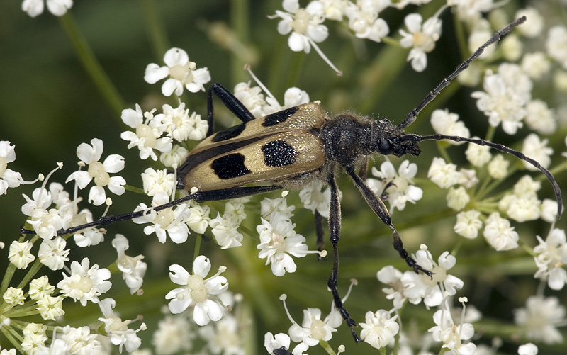 Pachyta quadrimaculata