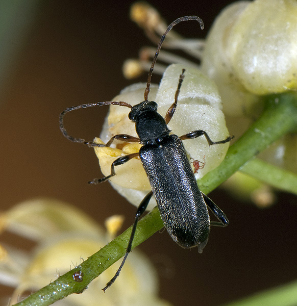 Grammoptera ruficornis