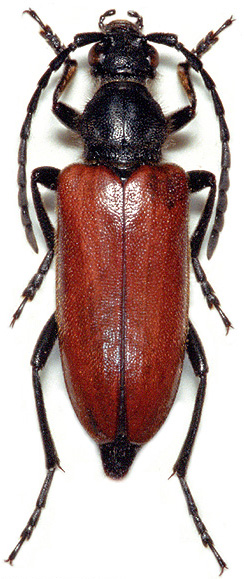 Vadonia instigmata