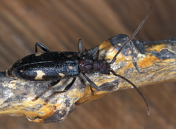 Xylosteus spinolae