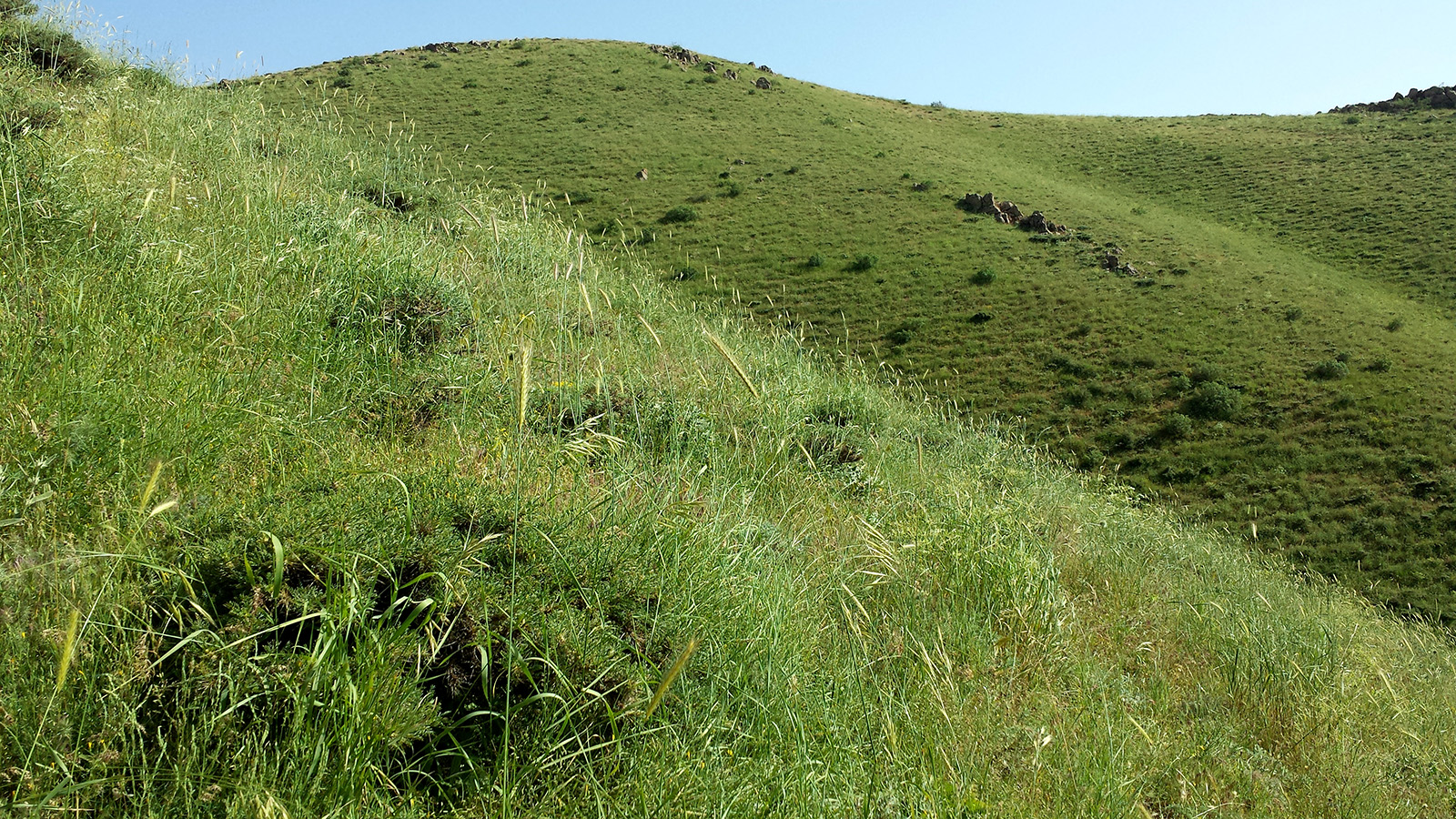 Phytoecia luteovittigera - biotope