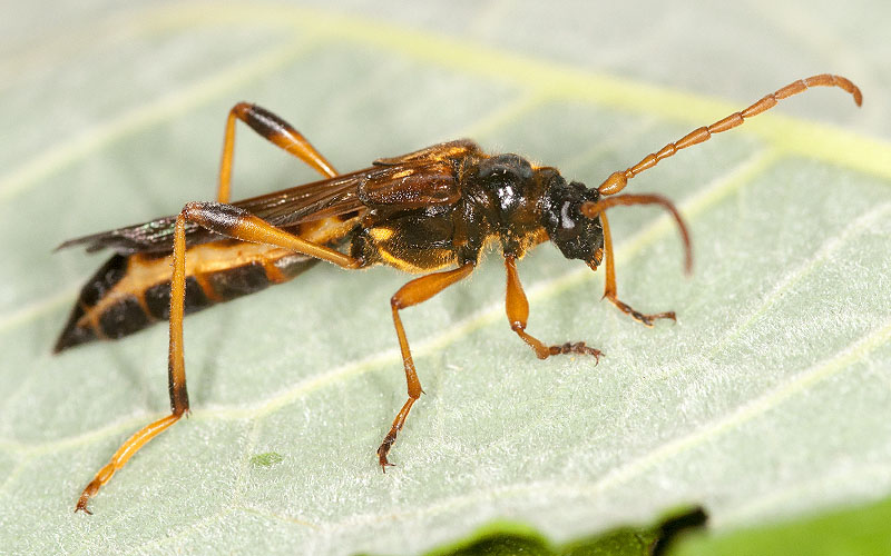 Necydalis major - female