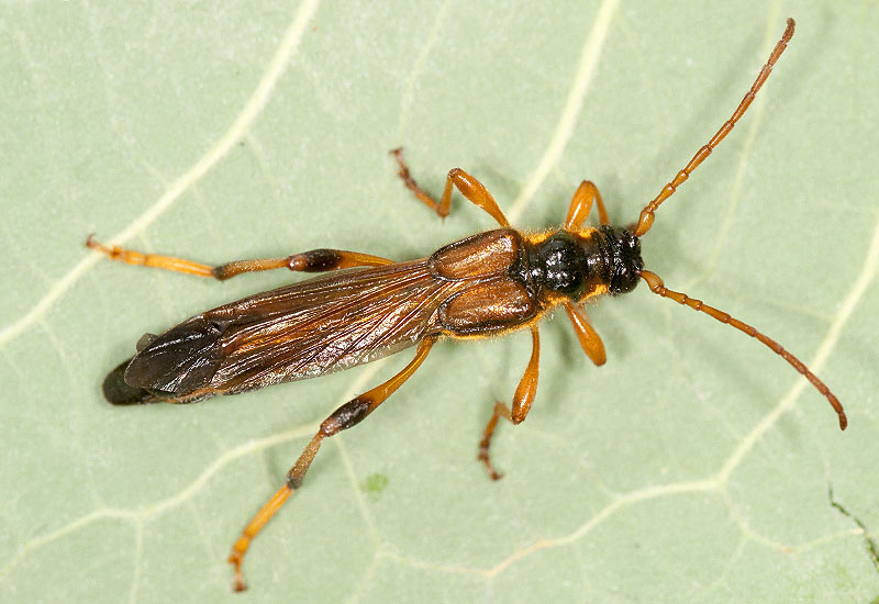 Necydalis major - male