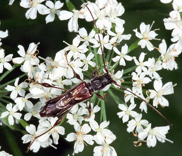 Molorchus minor