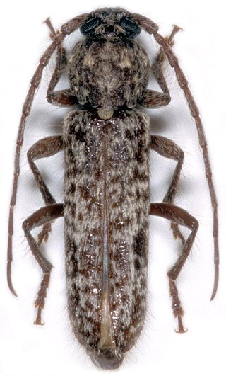 Trichoferus ilicis