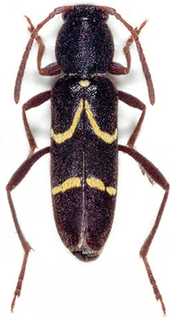 Clytus ciliciensis