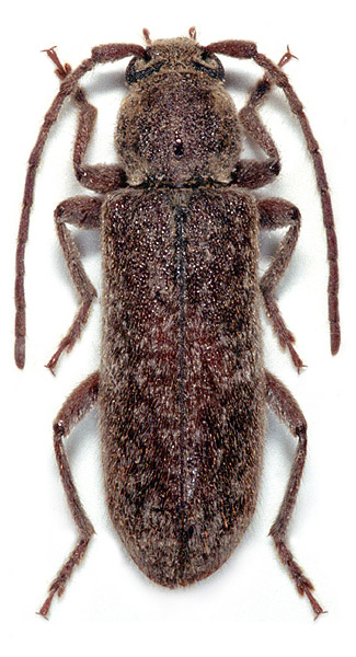 Trichoferus griseus