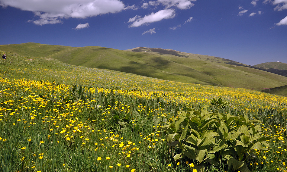 Mountain meadows in Semyonovka environs